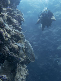 Fish swimming in sea