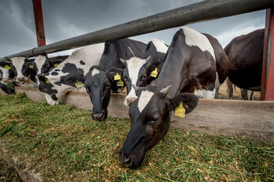 Cows grazing against the sky