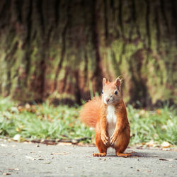 Portrait of an animal on land