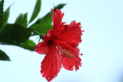 Close-up of red hibiscus flower against sky