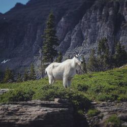 Goat standing on rock