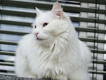 Close-up of white cat