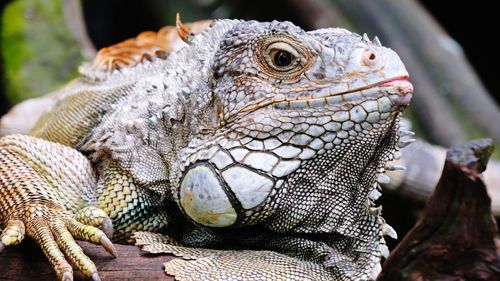 Iguana relaxing 