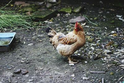 Close-up of rooster on field