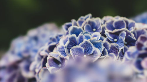 Close-up of purple hydrangea