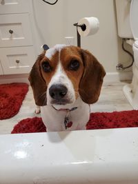 Close-up portrait of a dog