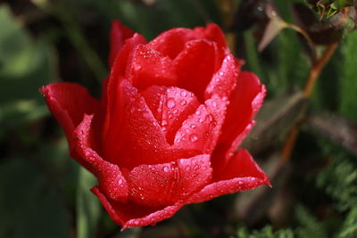 Close-up of red rose