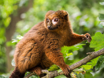 Close-up of a lemur on branch