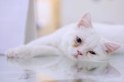 Close-up portrait of white cat relaxing on glass table