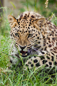 Close up of a leopard