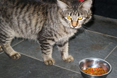 Close-up of cat eating food