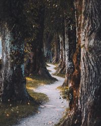 Footpath amidst trees on field