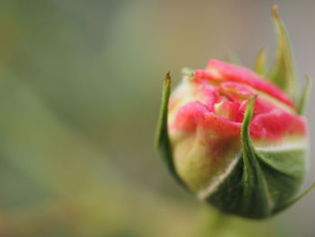 Close-up of red rose