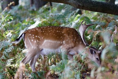 Deer in a field