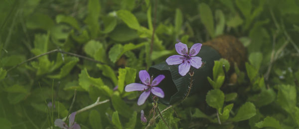 Close-up of purple flower