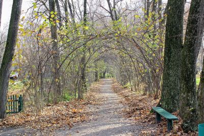 Trees in forest during autumn