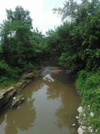 Scenic view of river amidst trees in forest against sky