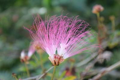 Close-up of pink flowering plant