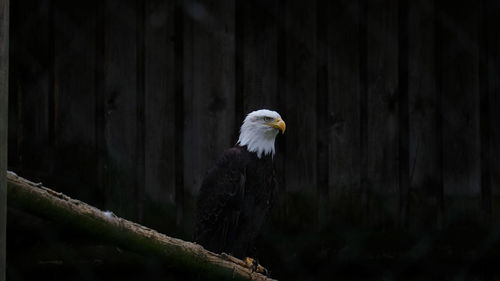 Close-up of eagle perching on tree