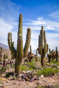 Fresh cactus plants in desert against sky