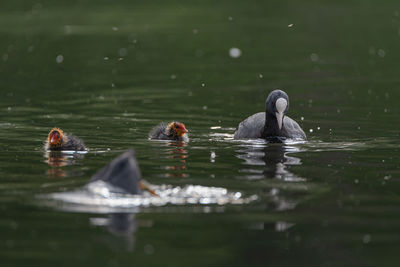 Swans swimming in a lake