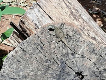 Close-up of lizard on tree trunk