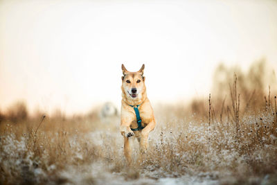 Portrait of dog running on field