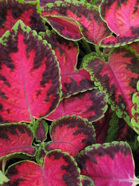 Close-up of pink flowers