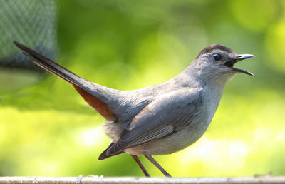 Close-up of bird perching