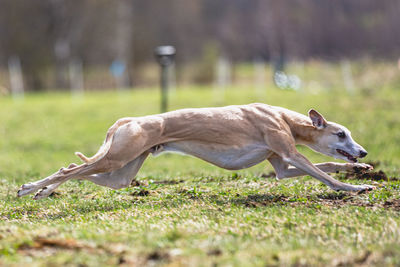 Dog running straight on camera and chasing coursing lure on green field