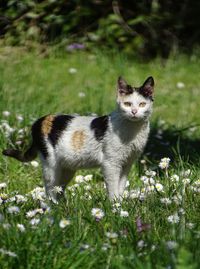 Portrait of a cat on field