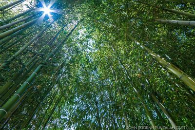 Low angle view of bamboo trees in forest