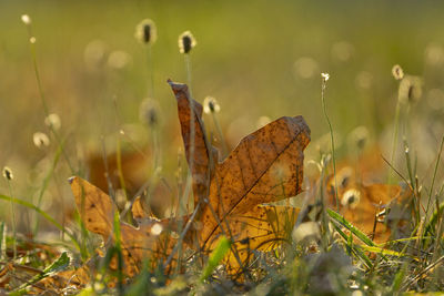 Close-up of dry plants on field