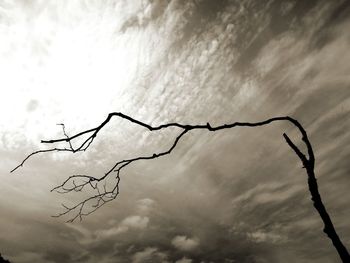 Low angle view of bare tree against sky