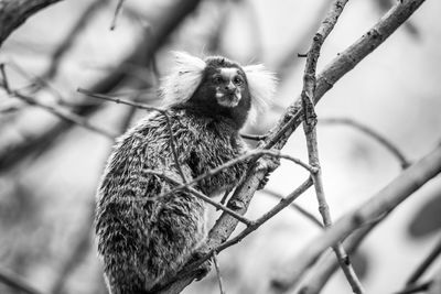 Monkey on tree branch in zoo