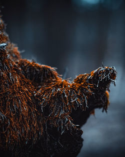 Close-up of dried plant