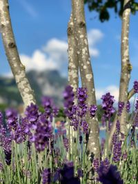 Close-up of purple flowering plants on field