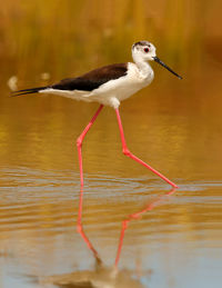 Side view of a bird in water