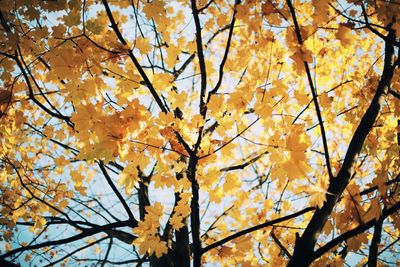 Low angle view of yellow tree against sky