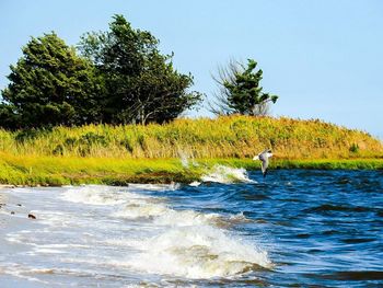 Reflection of trees in water