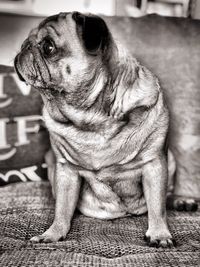 Close-up of a dog looking away