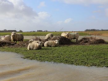 Group of sheep in a field