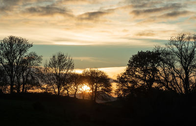 Silhouette trees against sky during sunset