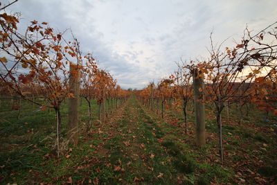 Trees growing in farm against sky
