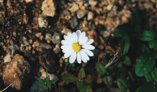 Close-up of flower blooming outdoors