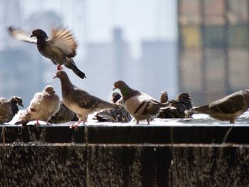 Birds perching on railing