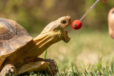 Target training a sulcata tortoise.