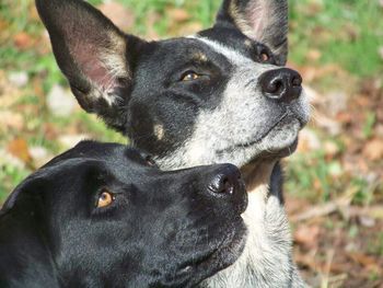 Close-up portrait of a dog