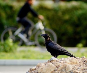 Close-up of bird perching on rock