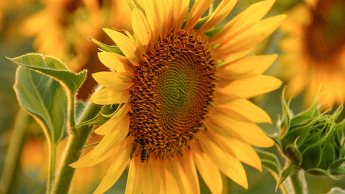 Close-up of sunflower on plant